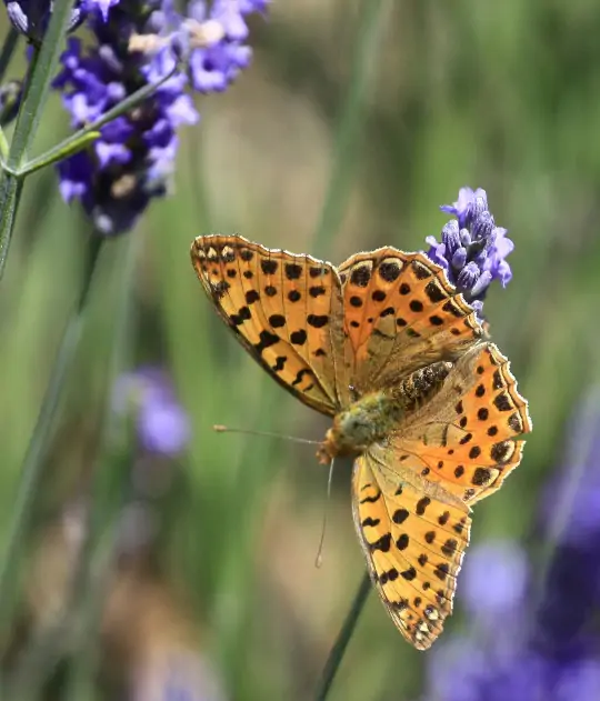 Mariposa